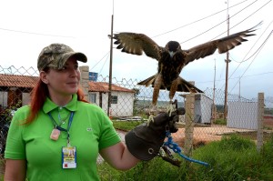 Gavião Tupã está sendo treinado para capturar animais que possam atrapalhar os aviões que pousam e decolam no Aeroporto Internacional de Brasília (foto: Elio Sales/SAC-PR)